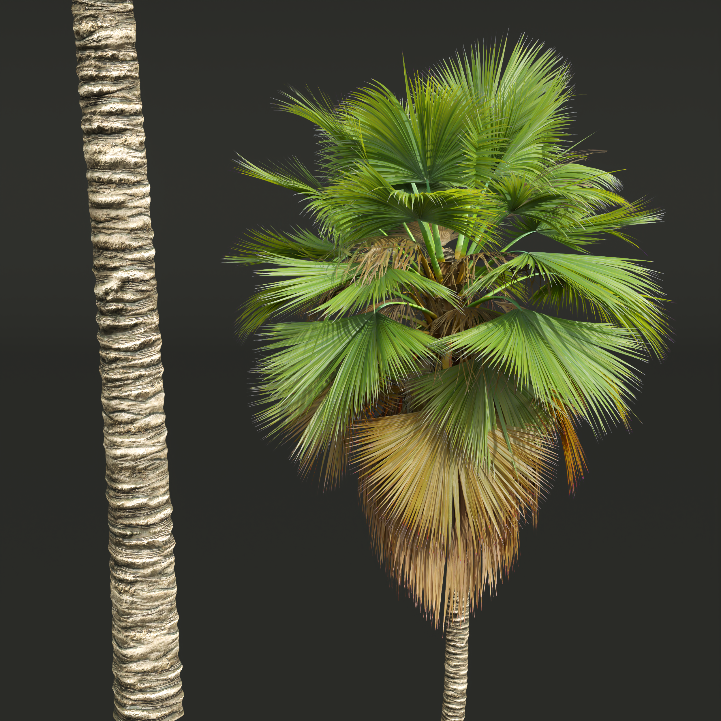 New Plant High detail Pritchardia Pacifica Medium